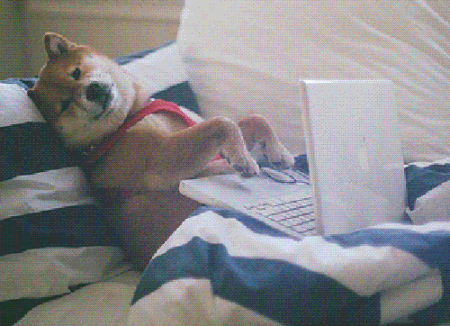 laptop dog.gif